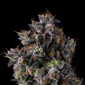 Semillas de marihuana feminizadas Azulcar de Nine Weeks Harvest, cogollo morado resinoso.