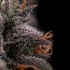 Semillas de marihuana feminizadas Azulcar de Nine Weeks Harvest, tricomas.