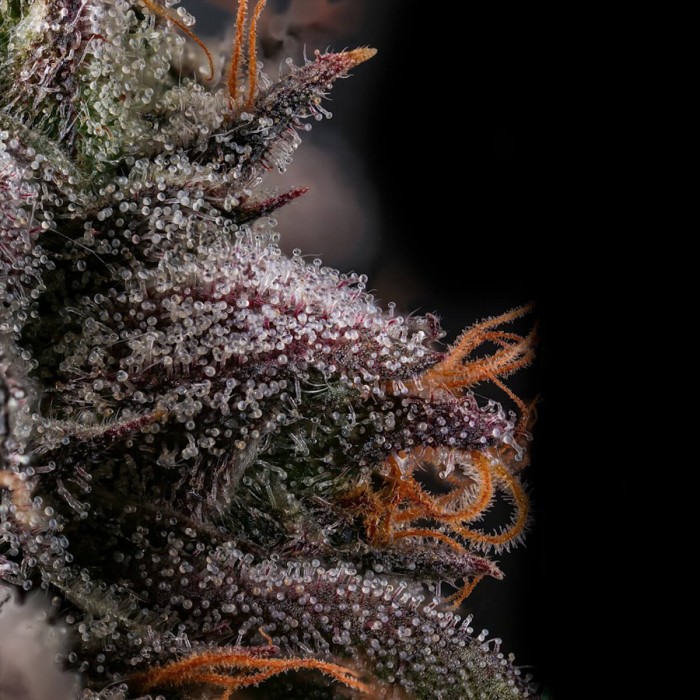 Semillas de marihuana feminizadas Azulcar de Nine Weeks Harvest, tricomas.