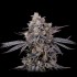 Semillas de marihuana feminizadas Azulcar S1 de Nine Weeks Harvest, cogollo morado resinoso.