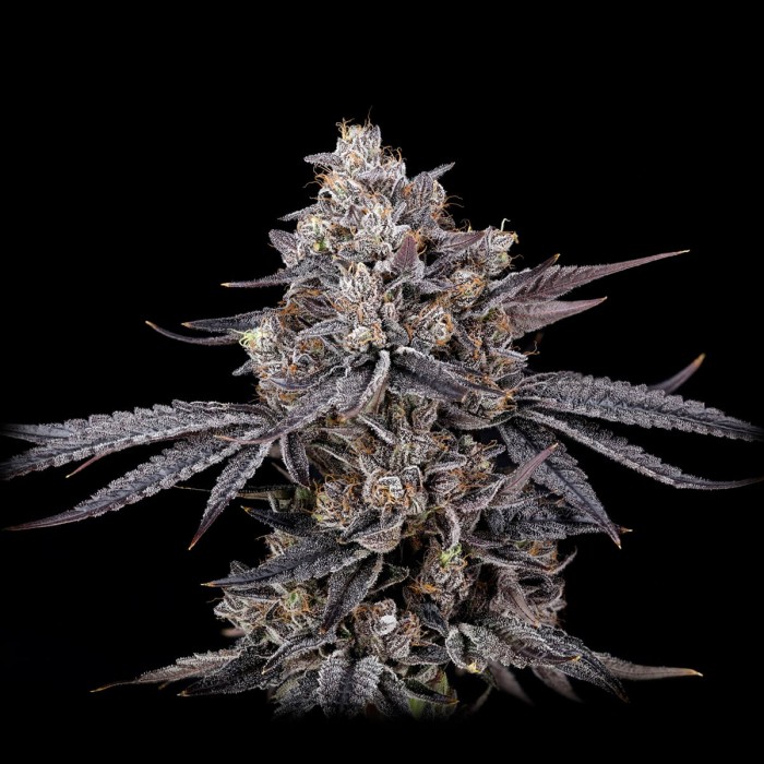 Semillas de marihuana feminizadas Azulcar S1 de Nine Weeks Harvest, cogollo morado resinoso.