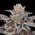 Semillas de marihuana feminizadas Zorroz V2 de Nine Weeks Harvest, cogollo morado resinoso.