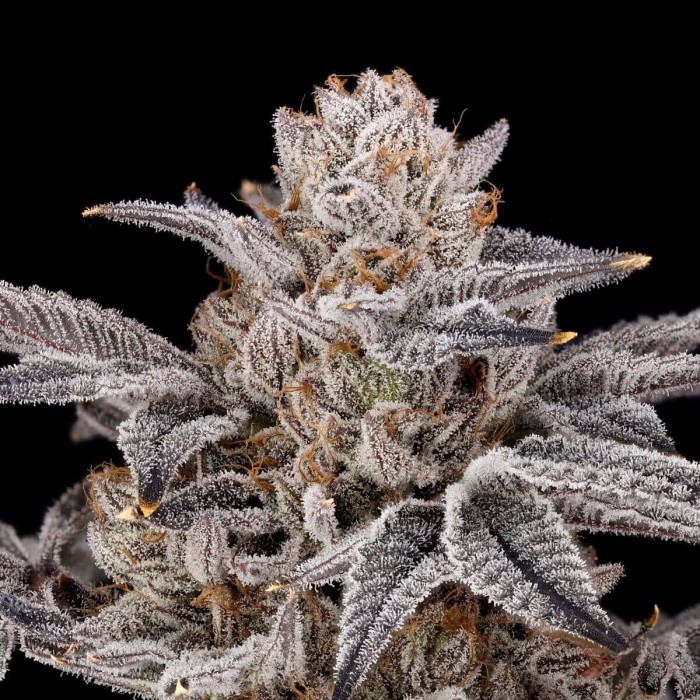 Semillas de marihuana feminizadas Zorroz V2 de Nine Weeks Harvest, cogollo morado resinoso.