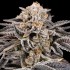 Semillas de marihuana feminizadas Zorroz V2 de Nine Weeks Harvest, cogollo gordo resinoso.