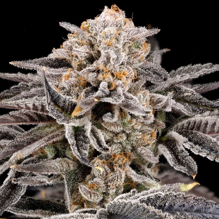 Semillas de marihuana feminizadas Zorroz V2 de Nine Weeks Harvest, cogollo gordo resinoso.