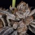 Semillas de marihuana feminizadas Zorroz V2 de Nine Weeks Harvest, cogollo compacto.