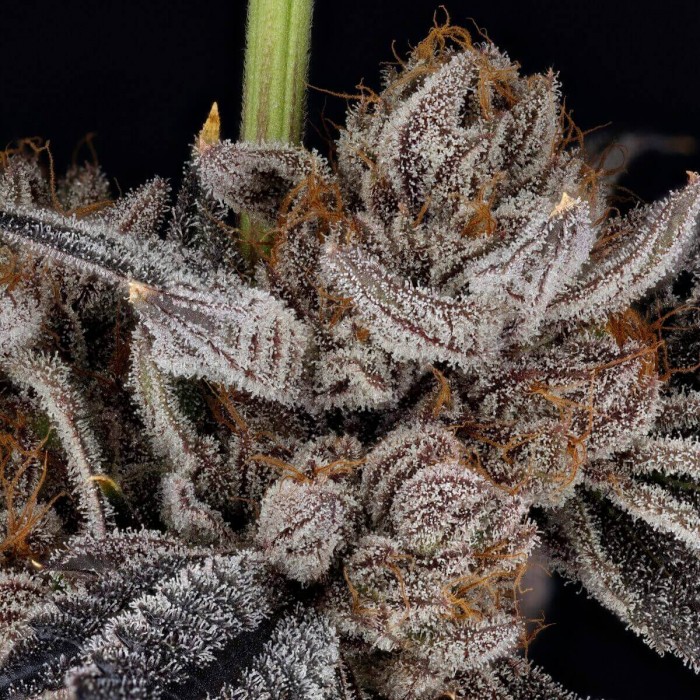 Semillas de marihuana feminizadas Zorroz V2 de Nine Weeks Harvest, cogollo compacto.