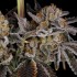 Semillas de marihuana feminizadas Zorroz V2 de Nine Weeks Harvest, flores moradas resinosas.