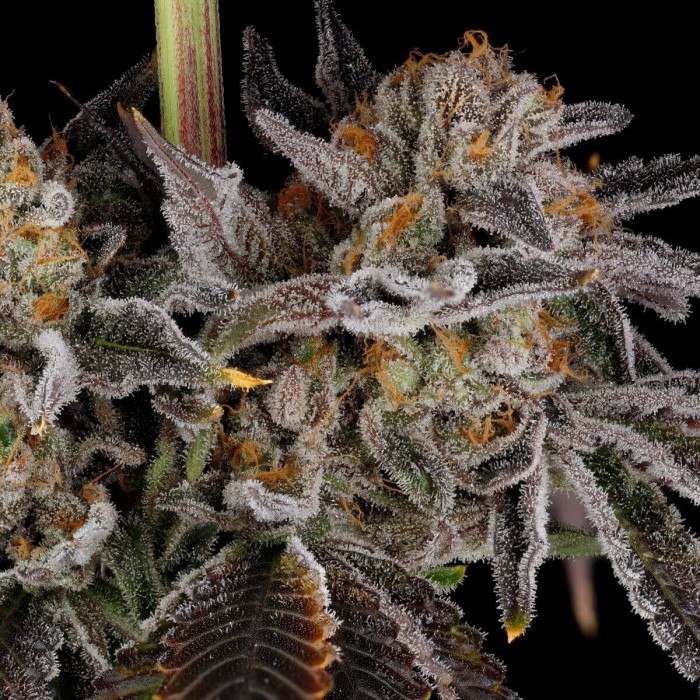 Semillas de marihuana feminizadas Zorroz V2 de Nine Weeks Harvest, flores moradas resinosas.