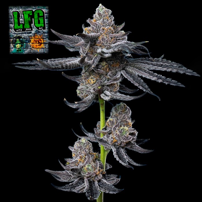 Semillas de marihuana feminizadas LFG de Barney's Farm Seeds, cogollo morado resinoso.