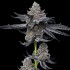 Semillas de marihuana feminizadas LFG de Barney's Farm Seeds, punta principal.