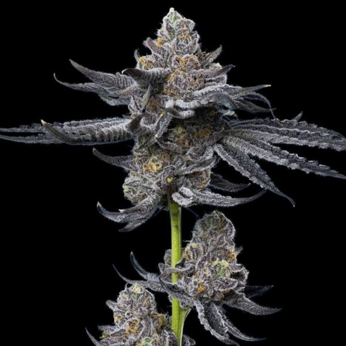 Semillas de marihuana feminizadas LFG de Barney's Farm Seeds, punta principal.