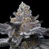 Semillas de marihuana feminizadas LFG de Barney's Farm Seeds, cogollo resinoso.