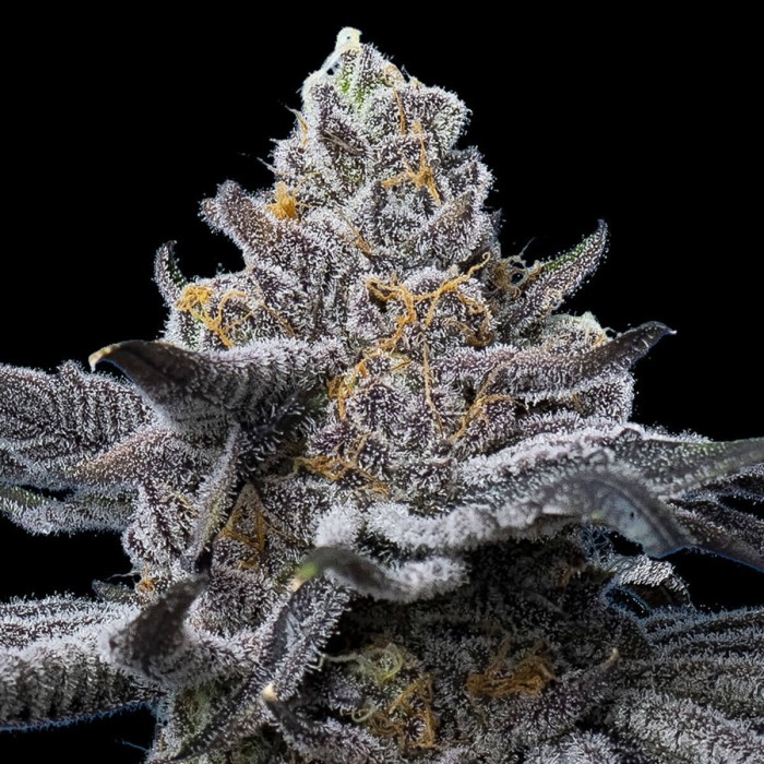 Semillas de marihuana feminizadas LFG de Barney's Farm Seeds, cogollo resinoso.