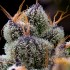 Semillas de marihuana feminizadas LFG de Barney's Farm Seeds, resina.