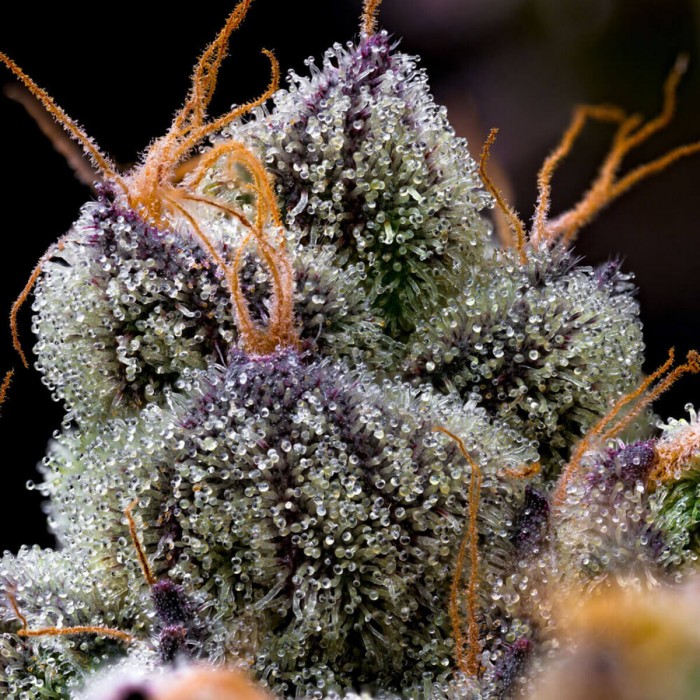 Semillas de marihuana feminizadas LFG de Barney's Farm Seeds, resina.