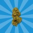 Cogollos CBD Orange Cookies de Gorilla Grillz, cogollo.