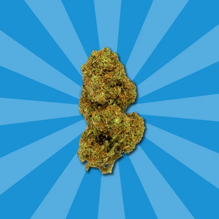 Cogollos CBD Orange Cookies de Gorilla Grillz, cogollo.