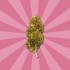 Flores CBD Strawberry de Gorilla Grillz, cogollo.