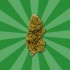 Flores CBD Lemon Haze de Gorilla Grillz 5 gramos, cogollo.