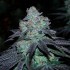 Semillas de marihuana regulares Milkybarz Regular de Bask Triangle Farms.