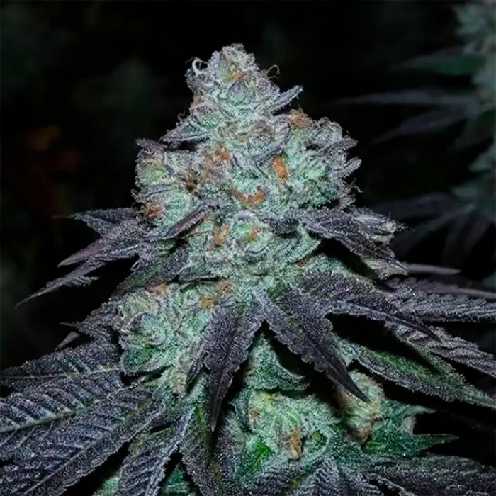 Semillas de marihuana regulares Milkybarz Regular de Bask Triangle Farms.