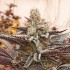 Semillas de marihuana regulares Peachy Blinders Regular de Bask Triangle Farms.