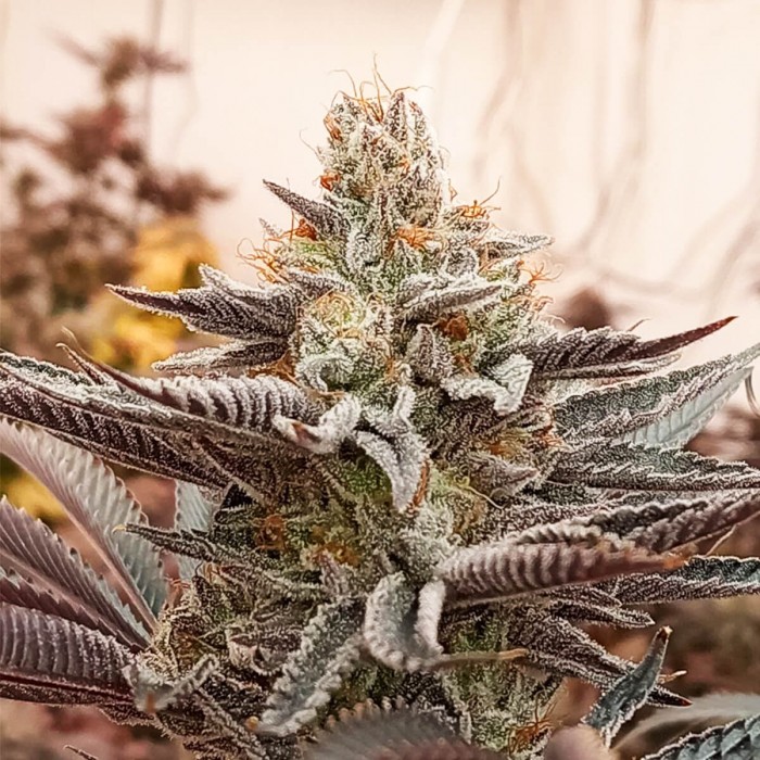 Semillas de marihuana regulares Peachy Blinders Regular de Bask Triangle Farms.