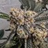 Semillas de marihuana regulares Z Chupz Regular de Bask Triangle Farms, cogollo gordo.