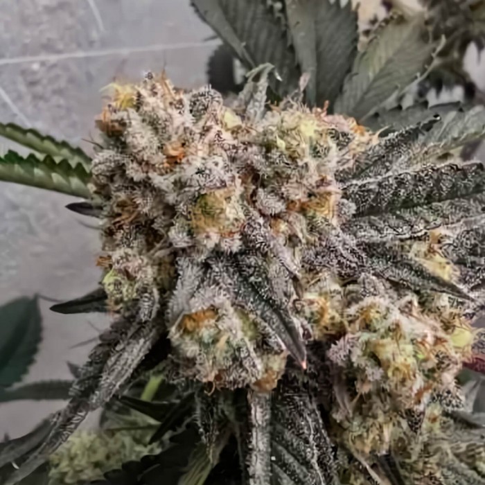 Semillas de marihuana regulares Z Chupz Regular de Bask Triangle Farms, cogollo gordo.