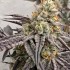 Semillas de marihuana regulares Z Chupz Regular de Bask Triangle Farms.