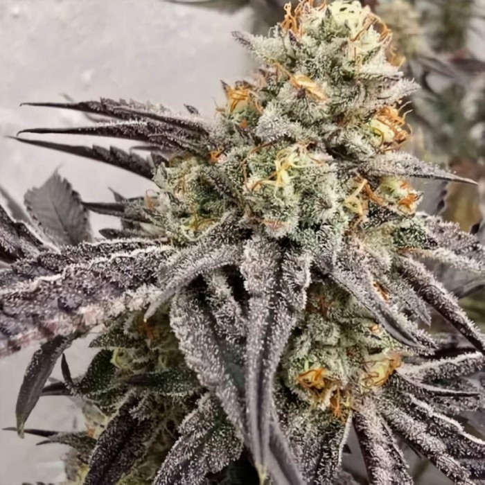 Semillas de marihuana regulares Z Chupz Regular de Bask Triangle Farms.