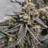 Semillas de marihuana regulares Z Chupz Regular de Bask Triangle Farms, cogollo compacto.
