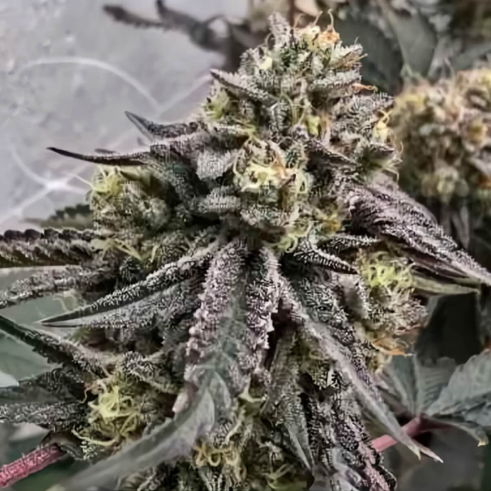 Semillas de marihuana regulares Z Chupz Regular de Bask Triangle Farms, cogollo compacto.