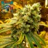 Semillas de marihuana regulares Zi-Ri Regular de Bask Triangle Farms, cogollo.