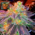 Semillas de marihuana regulares Mazzeta de Bask Triangle Farms, cogollo resinoso.