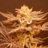 Semillas de marihuana regulares Peachy Blinders Regular de Bask Triangle Farms, cogollo resinoso.