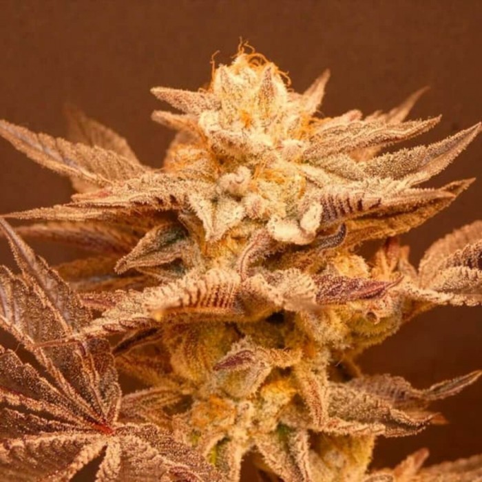 Semillas de marihuana regulares Peachy Blinders Regular de Bask Triangle Farms, cogollo resinoso.