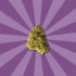 Flores CBD Zkittlez de Gorilla Grillz, cogollo.
