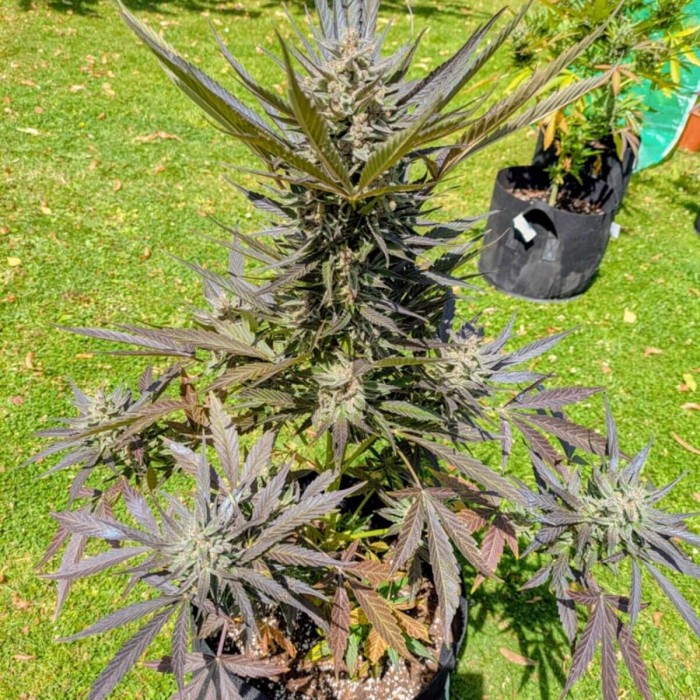 Semillas de autoflorecientes  Auto Frozen Biscotti de Dutch Passion Seeds, cultivo de exterior.