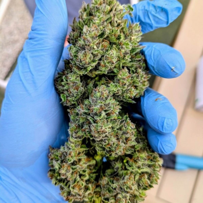 Semillas de autoflorecientes  Auto Frozen Biscotti de Dutch Passion Seeds, cogollo pelado.