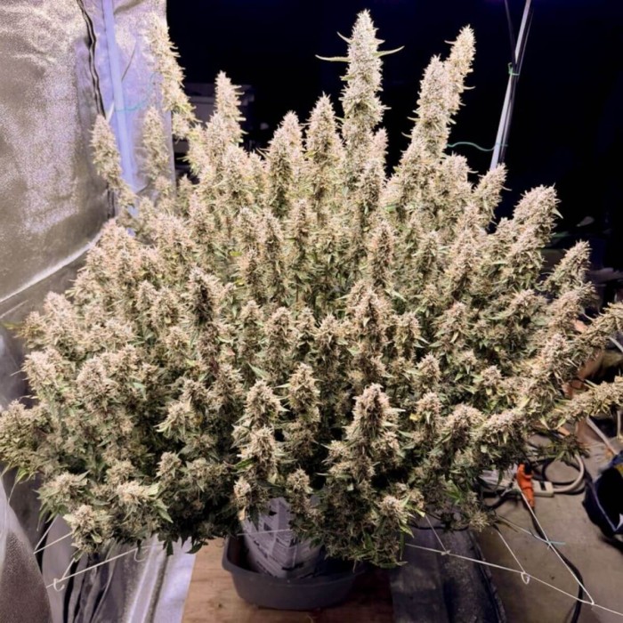 Semillas de autoflorecientes  Auto Frozen Biscotti de Dutch Passion Seeds, planta super productiva.
