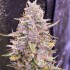 Semillas de autoflorecientes  Auto Frozen Biscotti de Dutch Passion Seeds, cogollo resinoso.