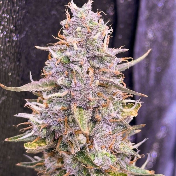 Semillas de autoflorecientes  Auto Frozen Biscotti de Dutch Passion Seeds, cogollo resinoso.