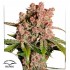 AUTO STRAWBERRY SODA (Dutch Passion Seeds)