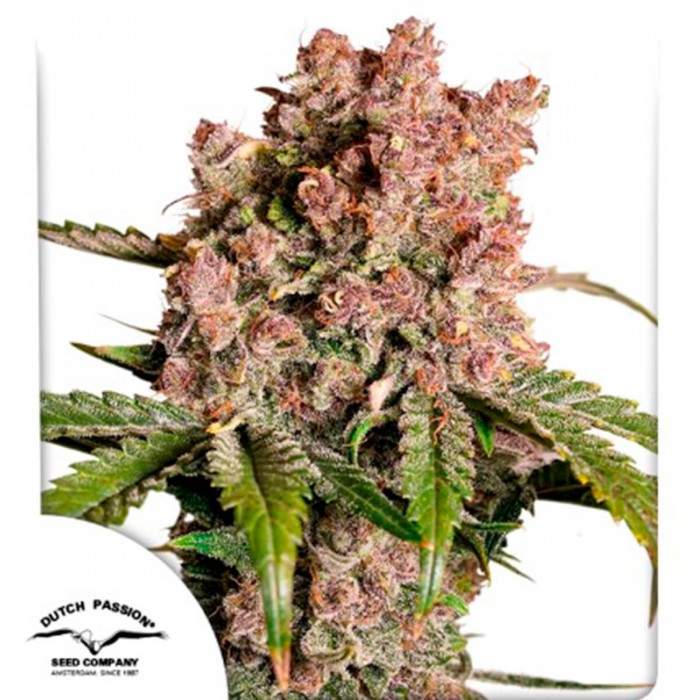 Semillas de autoflorecientes  Auto Strawberry Soda de Dutch Passion Seeds.