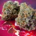 Semillas de autoflorecientes  Auto Strawberry Soda de Dutch Passion Seeds, cogollos prietos.