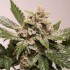 Semillas de autoflorecientes  Auto Strawberry Soda de Dutch Passion Seeds, resina.