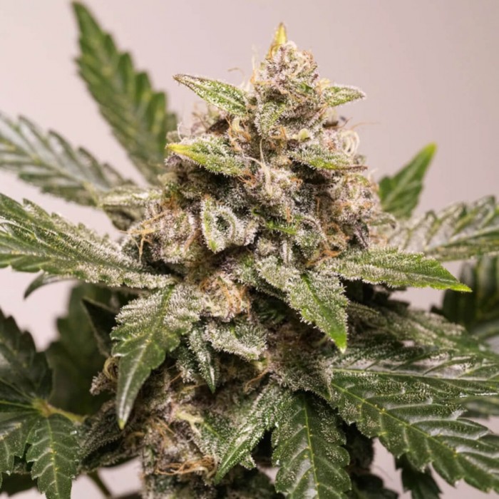Semillas de autoflorecientes  Auto Strawberry Soda de Dutch Passion Seeds, resina.