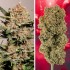 Semillas de autoflorecientes  Auto Strawberry Soda de Dutch Passion Seeds, puntas.